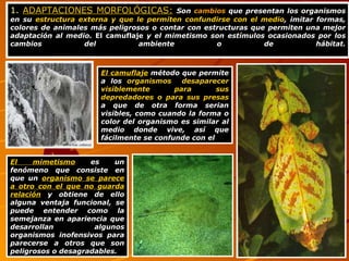 1.  ADAPTACIONES MORFOLÓGICAS :   Son  cambios  que presentan los organismos en su  estructura externa y que le permiten confundirse con el medio , imitar formas, colores de animales más peligrosos o contar con estructuras que permiten una mejor adaptación al medio.  El camuflaje  y el mimetismo son estímulos ocasionados por los cambios del ambiente o de hábitat. El camuflaje  método que permite a los  organismos  desaparecer visiblemente para sus depredadores o para sus presas  a que de otra forma serian visibles, como cuando la forma o color del organismo es similar al medio donde vive, así que fácilmente se confunde con el   El mimetismo  es un fenómeno que consiste en que un  organismo se parece a otro con el que no guarda relación  y obtiene de ello alguna ventaja funcional, se puede entender como la semejanza en apariencia que desarrollan algunos organismos inofensivos para parecerse a otros que son peligrosos o desagradables. 