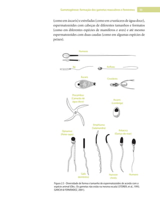 35
Gametogênese: formação dos gametas masculinos e femininos
(como em áscaris) e estreladas (como em crustáceos de água doce),
espermatozoides com cabeças de diferentes tamanhos e formatos
(como em diferentes espécies de mamíferos e aves) e até mesmo
espermatozoides com duas caudas (como em algumas espécies de
peixes).
Humano
Humano
Rã Anfioxo
Crustáceo
Áscaris
Procambus
(Camarão de
água doce)
Ascaris
(Lombriga)
Opisamus
(Peixe-sapo)
Amphiuma
(Salamandra)
Hamster
chinês
Arbacica
(Ouriço-do-mar)
Galo
doméstico
Figura 2.5 - Diversidade de forma e tamanho de espermatozoides de acordo com a
espécie animal (Obs.: Os gametas não estão na mesma escala) (STORER, et al., 1995;
GARCIA & FERNÁNDEZ, 2001).
 