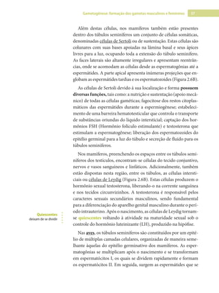 37
Gametogênese: formação dos gametas masculinos e femininos
Além destas células, nos mamíferos também estão presentes
dentro dos túbulos seminíferos um conjunto de células somáticas,
denominadas células de Sertoli ou de sustentação. Estas células são
colunares com suas bases apoiadas na lâmina basal e seus ápices
livres para a luz, ocupando toda a extensão do túbulo seminífero.
As faces laterais são altamente irregulares e apresentam reentrân-
cias, onde se acomodam as células desde as espermatogônias até a
espermátides. A parte apical apresenta inúmeras projeções que en-
globam as espermátides tardias e os espermatozoides (Figura 2.6B).
As células de Sertoli devido à sua localização e forma possuem
diversas funções, tais como: a nutrição e sustentação (apoio mecâ-
nico) de todas as células gaméticas; fagocitose dos restos citoplas-
máticos das espermátides durante a espermiogênese; estabeleci-
mento de uma barreira hematotesticular que controla o transporte
de substâncias oriundas do líquido intersticial; captação dos hor-
mônios FSH (Hormônio folículo estimulante) e testosterona que
estimulam a espermatogênese; liberação dos espermatozoides do
epitélio germinal para a luz do túbulo e secreção de fluído para os
túbulos seminíferos.
Nos mamíferos, preenchendo os espaços entre os túbulos semi-
níferos dos testículos, encontram-se células do tecido conjuntivo,
nervos e vasos sanguíneos e linfáticos. Adicionalmente, também
estão dispostas nesta região, entre os túbulos, as células intersti-
ciais ou células de Leydig (Figura 2.6B). Estas células produzem o
hormônio sexual testosterona, liberando-o na corrente sanguínea
e nos tecidos circunvizinhos. A testosterona é responsável pelos
caracteres sexuais secundários masculinos, sendo fundamental
para a diferenciação do aparelho genital masculino durante o perí-
odo intrauterino. Após o nascimento, as células de Leydig tornam-
se quiescentes voltando à atividade na maturidade sexual sob o
controle do hormônio luteinizante (LH), produzido na hipófise.
Nas aves, os túbulos seminíferos são constituídos por um epité-
lio de múltiplas camadas celulares, organizadas de maneira seme-
lhante àquelas do epitélio germinativo dos mamíferos. As esper-
matogônias se multiplicam após o nascimento e se transformam
em espermatócitos I, os quais se dividem rapidamente e formam
os espermatócitos II. Em seguida, surgem as espermátides que se
Quiescentes
deixam de se dividir
 