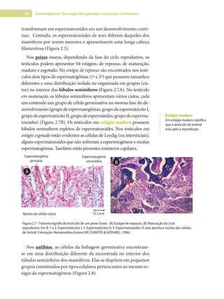 38 Gametogênese: formação dos gametas masculinos e femininos
transformam em espermatozoides em um desenvolvimento contí-
nuo. Contudo, os espermatozoides de aves diferem daqueles dos
mamíferos por serem menores e apresentarem uma longa cabeça
filamentosa (Figura 2.5).
Nos peixes ósseos, dependendo da fase do ciclo reprodutivo, os
testículos podem apresentar 04 estágios: de repouso, de maturação,
maduro e esgotado. No estágio de repouso são encontrados nos testí-
culos dois tipos de espermatogônias (1ª e 2ª) que possuem tamanhos
diferentes e uma distribuição isolada ou organizada em grupos (cis-
tos) no interior dos lóbulos seminíferos (Figura 2.7A). No testículo
em maturação, os lóbulos seminíferos apresentam vários cistos, cada
um contendo um grupo de célula germinativa na mesma fase do de-
senvolvimento (grupo de espermatogônias; grupo de espermatócito I,
grupodeespermatócitoII,grupodeespermátides,grupodeesperma-
tozoides) (Figura 2.7B). Os testículos em estágio maduro possuem
lóbulos seminíferos repletos de espermatozoides. Nos testículos em
estágio esgotado estão evidentes as células de Leydig (ou intersticiais),
alguns espermatozoides que não sofreram a espermiogênese e muitas
espermatogônias. Também estão presentes inúmeros capilares.
Espermatogônia
primária
Espermatogônia
secundária
Núcleo da célula cística 12,5 µm
1 2
4
3
B
A
Nos anfíbios, as células da linhagem germinativa encontram-
se em uma distribuição diferente da encontrada no interior dos
túbulos seminíferos dos mamíferos. Elas se dispõem em pequenos
grupos constituídos por tipos celulares pertencentes ao mesmo es-
tágio da espermatogênese (Figura 2.8).
Estágio maduro
Em estágio maduro significa
que o testículo do animal
está apto a reprodução.
Figura 2.7 - Fotomicrografia do testículo de um peixe ósseo. (A) Estágio de repouso; (B) Maturação do ciclo
reprodutivo. Em B: 1 e 2. Espermatócitos I; 3. Espermatócitos II; 4. Espermatozoides; A seta aponta o núcleo das células
de Sertoli. Coloração: Hematoxilina Eosina (HE) (SANTOS & AZOUBEL, 1996).
 