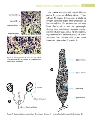 39
Gametogênese: formação dos gametas masculinos e femininos
Nos insetos, os testículos são constituídos por
lóbulos, denominados lóbulos testiculares (Figu-
ra 2.9A). No interior destes lóbulos, as células da
linhagem germinativa apresentam um modelo de
distribuição linear. Nas extremidades proximais
desses túbulos estão presentes as espermatogô-
nias, e ao longo dos mesmos encontram-se as cé-
lulas nos estágios sucessivos da espermatogênese,
organizadas em um arranjo ordenado. Os esper-
matozoides estão localizados nas porções distais
dos túbulos espermáticos (Figura 2.9B).
Espermatócitos
Espermátides
Espermatozóides
Espermatozóides
B
A
Figura 2.8 - Fotomicrografias do testículo de um anfíbio.
(A) aumento de 200X; (B) Aumento de 400X. Coloração:
Hematoxilina Eosina (HE).
Figura 2.9 - Esquema do aparelho reprodutor de um macho de inseto (A) e um corte longitudinal de um lóbulo testicular (B).
Espermatozóides
Espermátides
Espermatóciotos
Espermatogônia
B
Testículo
Lóbulos testiculares
Ducto ejaculatório
A
 