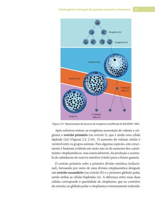 41
Gametogênese: formação dos gametas masculinos e femininos
Ovogônia (2n)
Ovogônia (2n)
Ovócito I (2n)
Ovócito II (n)
Óvulo (n)
2o
Glóbulo
Polar (n)
1o
Glóbulo
Polar (n)
2 Gl
Pol
Óvulo (n)
2o
G
to II (n)
o I (
(2n)
Figura 2.10 - Representação do processo de ovogênese (modificado de BALINSKY, 1983).
Após sofrerem mitose, as ovogônias aumentam de volume e ori-
ginam o ovócito primário (ou ovócito I), que é ainda uma célula
diploide (2n) (Figuras 2.2; 2.10). O aumento do volume celular é
variável entre os grupos animais. Para algumas espécies, este cresci-
mento é bastante evidente em razão não só do aumento dos consti-
tuintes citoplasmáticos, mas essencialmente, da produção e acúmu-
lo de substâncias de reserva nutritiva (vitelo) para o futuro gameta.
O ovócito primário sofre a primeira divisão meiótica (reducio-
nal), formando por meio de uma divisão citoplasmática desigual,
um ovócito secundário (ou ovócito II) e o primeiro glóbulo polar,
sendo ambas as células haploides (n). A diferença entre essas duas
células corresponde à quantidade de citoplasma, que ao contrário
do ovócito, no glóbulo polar o citoplasma é extremamente reduzido.
 