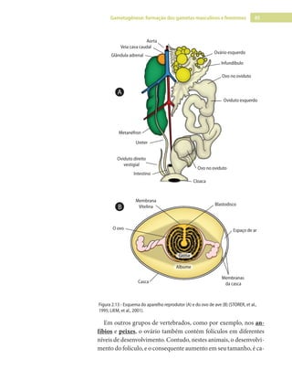 45
Gametogênese: formação dos gametas masculinos e femininos
Aorta
Veia cava caudal
Glândula adrenal
Ovário esquerdo
Infundíbulo
Ovo no oviduto
Ovo no oviduto
Oviduto esquerdo
Oviduto direito
vestigial
Cloaca
Intestino
Ureter
Metanéfron
Blastodisco
Membrana
Vitelina
Espaço de ar
Casca
O ovo
Membranas
da casca
Albume
Gema
B
A
Figura 2.13 - Esquema do aparelho reprodutor (A) e do ovo de ave (B) (STORER, et al.,
1995; LIEM, et al., 2001).
Em outros grupos de vertebrados, como por exemplo, nos an-
fíbios e peixes, o ovário também contém folículos em diferentes
níveis de desenvolvimento. Contudo, nestes animais, o desenvolvi-
mento do folículo, e o consequente aumento em seu tamanho, é ca-
 