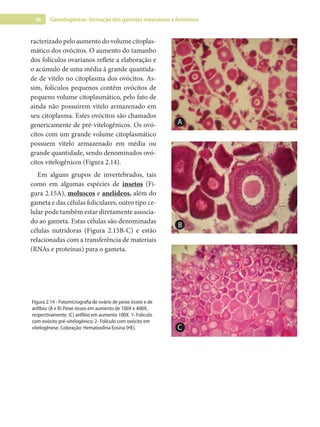 46 Gametogênese: formação dos gametas masculinos e femininos
racterizado pelo aumento do volume citoplas-
mático dos ovócitos. O aumento do tamanho
dos folículos ovarianos reflete a elaboração e
o acúmulo de uma média à grande quantida-
de de vitelo no citoplasma dos ovócitos. As-
sim, folículos pequenos contêm ovócitos de
pequeno volume citoplasmático, pelo fato de
ainda não possuírem vitelo armazenado em
seu citoplasma. Estes ovócitos são chamados
genericamente de pré-vitelogênicos. Os ovó-
citos com um grande volume citoplasmático
possuem vitelo armazenado em média ou
grande quantidade, sendo denominados ovó-
citos vitelogênicos (Figura 2.14).
Em alguns grupos de invertebrados, tais
como em algumas espécies de insetos (Fi-
gura 2.15A), moluscos e anelídeos, além do
gameta e das células foliculares, outro tipo ce-
lular pode também estar diretamente associa-
do ao gameta. Estas células são denominadas
células nutridoras (Figura 2.15B-C) e estão
relacionadas com a transferência de materiais
(RNAs e proteínas) para o gameta.
A
B
C
Figura 2.14 - Fotomicrografia de ovário de peixe ósseo e de
anfíbio. (A e B) Peixe ósseo em aumento de 100X e 400X,
respectivamente. (C) anfíbio em aumento 100X. 1- Folículo
com ovócito pré-vitelogênico; 2- Folículo com ovócito em
vitelogênese. Coloração: Hematoxilina Eosina (HE).
 