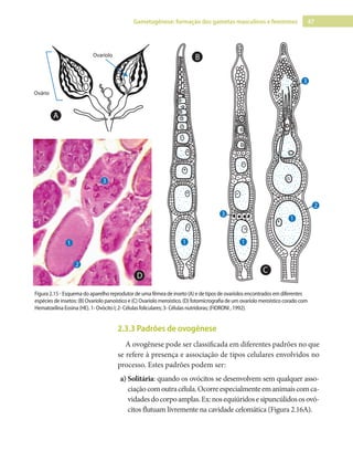 47
Gametogênese: formação dos gametas masculinos e femininos
Ovário
Ovaríolo
1 1
1
2
2
3
3
3
1
B
A
C
D
2.3.3 Padrões de ovogênese
A ovogênese pode ser classificada em diferentes padrões no que
se refere à presença e associação de tipos celulares envolvidos no
processo. Estes padrões podem ser:
a) Solitária: quando os ovócitos se desenvolvem sem qualquer asso-
ciaçãocomoutracélula.Ocorreespecialmenteemanimaiscomca-
vidadesdocorpoamplas.Ex:nosequiúridosesipuncúlidososovó-
citos flutuam livremente na cavidade celomática (Figura 2.16A).
Figura 2.15 - Esquema do aparelho reprodutor de uma fêmea de inseto (A) e de tipos de ovaríolos encontrados em diferentes
espécies de insetos: (B) Ovaríolo panoístico e (C) Ovaríolo meroístico. (D) fotomicrografia de um ovaríolo meroístico corado com
Hematoxilina Eosina (HE). 1- Ovócito I; 2- Células foliculares; 3- Células nutridoras; (FIORONI , 1992).
 