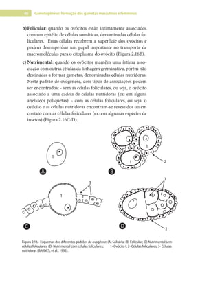 48 Gametogênese: formação dos gametas masculinos e femininos
b)Folicular: quando os ovócitos estão intimamente associados
com um epitélio de células somáticas, denominadas células fo-
liculares. Estas células recobrem a superfície dos ovócitos e
podem desempenhar um papel importante no transporte de
macromoléculas para o citoplasma do ovócito (Figura 2.16B).
c) Nutrimental: quando os ovócitos mantêm uma íntima asso-
ciação com outras células da linhagem germinativa, porém não
destinadas a formar gametas, denominadas células nutridoras.
Neste padrão de ovogênese, dois tipos de associações podem
ser encontrados: - sem as células foliculares, ou seja, o ovócito
associado a uma cadeia de células nutridoras (ex: em alguns
anelídeos poliquetas); - com as células foliculares, ou seja, o
ovócito e as células nutridoras encontram-se revestidos ou em
contato com as células foliculares (ex: em algumas espécies de
insetos) (Figura 2.16C-D).
1
1
1
1
3
3
2
2
A B
C D
B
A
C D
Figura 2.16 - Esquemas dos diferentes padrões de ovogênse: (A) Solitária; (B) Folicular; (C) Nutrimental sem
células foliculares; (D) Nutrimental com células foliculares; 1- Ovócito I; 2- Células foliculares; 3- Células
nutridoras (BARNES, et al., 1995).
 