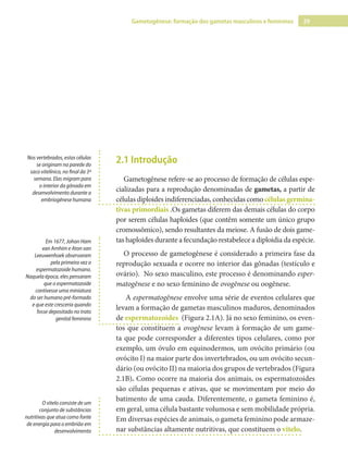 29
Gametogênese: formação dos gametas masculinos e femininos
2.1 Introdução
Gametogênese refere-se ao processo de formação de células espe-
cializadas para a reprodução denominadas de gametas, a partir de
células diploides indiferenciadas, conhecidas como células germina-
tivas primordiais .Os gametas diferem das demais células do corpo
por serem células haploides (que contêm somente um único grupo
cromossômico), sendo resultantes da meiose. A fusão de dois game-
tas haploides durante a fecundação restabelece a diploidia da espécie.
O processo de gametogênese é considerado a primeira fase da
reprodução sexuada e ocorre no interior das gônadas (testículo e
ovário). No sexo masculino, este processo é denominando esper-
matogênese e no sexo feminino de ovogênese ou oogênese.
A espermatogênese envolve uma série de eventos celulares que
levam a formação de gametas masculinos maduros, denominados
de espermatozoides (Figura 2.1A). Já no sexo feminino, os even-
tos que constituem a ovogênese levam à formação de um game-
ta que pode corresponder a diferentes tipos celulares, como por
exemplo, um óvulo em equinodermos, um ovócito primário (ou
ovócito I) na maior parte dos invertebrados, ou um ovócito secun-
dário (ou ovócito II) na maioria dos grupos de vertebrados (Figura
2.1B). Como ocorre na maioria dos animais, os espermatozoides
são células pequenas e ativas, que se movimentam por meio do
batimento de uma cauda. Diferentemente, o gameta feminino é,
em geral, uma célula bastante volumosa e sem mobilidade própria.
Em diversas espécies de animais, o gameta feminino pode armaze-
nar substâncias altamente nutritivas, que constituem o vitelo.
Nos vertebrados, estas células
se originam na parede do
saco vitelínico, no final da 3ª
semana. Elas migram para
o interior da gônada em
desenvolvimento durante a
embriogênese humana
Em 1677, Johan Ham
van Arnhim e Aton van
Leeuwenhoek observaram
pela primeira vez o
espermatozoide humano.
Naquela época, eles pensaram
que o espermatozoide
contivesse uma miniatura
do ser humano pré-formado
e que este cresceria quando
fosse depositado no trato
genital feminino
O vitelo consiste de um
conjunto de substâncias
nutritivas que atua como fonte
de energia para o embrião em
desenvolvimento
 