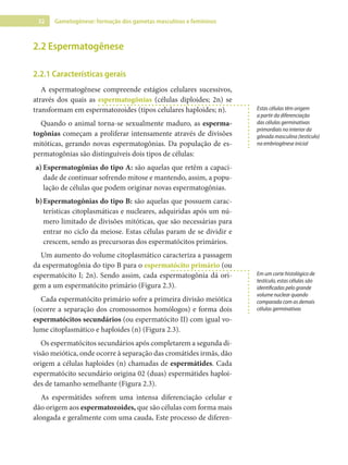 32 Gametogênese: formação dos gametas masculinos e femininos
2.2 Espermatogênese
2.2.1 Características gerais
A espermatogênese compreende estágios celulares sucessivos,
através dos quais as espermatogônias (células diploides; 2n) se
transformam em espermatozoides (tipos celulares haploides; n).
Quando o animal torna-se sexualmente maduro, as esperma-
togônias começam a proliferar intensamente através de divisões
mitóticas, gerando novas espermatogônias. Da população de es-
permatogônias são distinguíveis dois tipos de células:
a) Espermatogônias do tipo A: são aquelas que retêm a capaci-
dade de continuar sofrendo mitose e mantendo, assim, a popu-
lação de células que podem originar novas espermatogônias.
b)Espermatogônias do tipo B: são aquelas que possuem carac-
terísticas citoplasmáticas e nucleares, adquiridas após um nú-
mero limitado de divisões mitóticas, que são necessárias para
entrar no ciclo da meiose. Estas células param de se dividir e
crescem, sendo as precursoras dos espermatócitos primários.
Um aumento do volume citoplasmático caracteriza a passagem
da espermatogônia do tipo B para o espermatócito primário (ou
espermatócito I; 2n). Sendo assim, cada espermatogônia dá ori-
gem a um espermatócito primário (Figura 2.3).
Cada espermatócito primário sofre a primeira divisão meiótica
(ocorre a separação dos cromossomos homólogos) e forma dois
espermatócitos secundários (ou espermatócito II) com igual vo-
lume citoplasmático e haploides (n) (Figura 2.3).
Os espermatócitos secundários após completarem a segunda di-
visão meiótica, onde ocorre à separação das cromátides irmãs, dão
origem a células haploides (n) chamadas de espermátides. Cada
espermatócito secundário origina 02 (duas) espermátides haploi-
des de tamanho semelhante (Figura 2.3).
As espermátides sofrem uma intensa diferenciação celular e
dão origem aos espermatozoides, que são células com forma mais
alongada e geralmente com uma cauda. Este processo de diferen-
Estas células têm origem
a partir da diferenciação
das células germinativas
primordiais no interior da
gônada masculina (testículo)
na embriogênese inicial
Em um corte histológico de
testículo, estas células são
identificadas pelo grande
volume nuclear quando
comparada com as demais
células germinativas
 