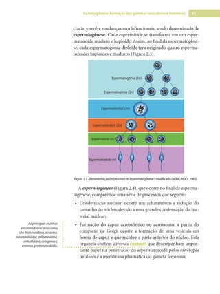 33
Gametogênese: formação dos gametas masculinos e femininos
ciação envolve mudanças morfofuncionais, sendo denominado de
espermiogênese. Cada espermátide se transforma em um esper-
matozoide maduro e haploide. Assim, ao final da espermatogêne-
se, cada espermatogônia diploide tera originado quatro esperma-
tozoides haploides e maduros (Figura 2.3).
Espermatogônia (2n)
Espermatogônia (2n)
Espermatócito I (2n)
Espermatócito II (2n)
Espermátide (n)
Espermatozóide (n)
z
zó
ó
óide (n)
Figura2.3-Representaçãodoprocessodaespermatogênese(modificadodeBALINSKY,1983).
A espermiogênese (Figura 2.4), que ocorre no final da esperma-
togênese, compreende uma série de processos que seguem:
•
• Condensação nuclear: ocorre um achatamento e redução do
tamanho do núcleo, devido a uma grande condensação do ma-
terial nuclear;
•
• Formação do capuz acrossômico ou acrossomo: a partir do
complexo de Golgi, ocorre a formação de uma vesícula em
forma de capuz e que recobre a parte anterior do núcleo. Esta
organela contém diversas enzimas que desempenham impor-
tante papel na penetração do espermatozoide pelos envelopes
ovulares e a membrana plasmática do gameta feminino;
As principais enzimas
encontradas no acrossomo
são: hialuronidase, acrosina,
neuraminidase, arilaminidase,
arilsulfatase, colagenase,
esterase, proteinase ácida.
 
