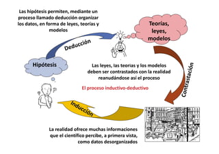 Las hipótesis permiten, mediante un
proceso llamado deducción organizar
los datos, en forma de leyes, teorías y
modelos
Las leyes, las teorías y los modelos
deben ser contrastados con la realidad
reanudándose así el proceso
La realidad ofrece muchas informaciones
que el científico percibe, a primera vista,
como datos desorganizados
Hipótesis
Teorías,
leyes,
modelos
El proceso inductivo-deductivo
 