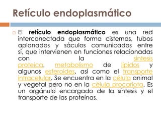 Reticulo Endoplasmico