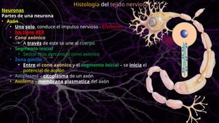 Neuronas
Partes de una neurona
• Axón
• Uno solo, conduce el impulso nervioso - Eferentes
• No tiene RER
• Cono axónico
• A través de este se une al cuerpo
• Segmento inicial
• Sector mas cercano al cono axónico
• Zona gatillo
• Entre el cono axónico y el segmento inicial – se inicia el
potencial de acción
• Axoplasma – citoplasma de un axón
• Axolema – membrana plasmatica del axón
Histología del tejido nervioso
 