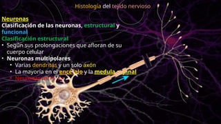 Neuronas
Clasificación de las neuronas, estructural y
funcional
Clasificación estructural
• Según sus prolongaciones que afloran de su
cuerpo celular
• Neuronas multipolares
• Varias dendritas y un solo axón
• La mayoría en el encéfalo y la medula espinal
• Neuronas motoras
Histología del tejido nervioso
 