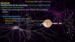 Neuronas
Clasificación de las neuronas, estructural y funcional
Clasificación estructural
• Según sus prolongaciones que afloran de su cuerpo
celular
• Neuronas bipolares
• Dendrita principal y un axón
• Retina del ojo, el oído interno y el área olfatoria del
encéfalo
Histología del tejido nervioso
 