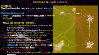 Neuronas
Clasificación de las neuronas, estructural y funcional
Clasificación funcional
• Según la dirección en la que se transmite el impulso
nervioso
• Neuronas sensitivas - aferentes
• Los receptores sensitivos se encuentran en los
extremos distales
• También se localizan después de los receptores
sensitivos, que son células separadas
• La mayoría tiene una estructura unipolar
• Interneuronas - neuronas de asociación
• Fundamentalmente dentro del SNC
• Entre las neuronas sensitivas y motoras
• Integran la información y producen una respuesta
• La mayoría son multipolares
• Neuronas motoras – eferentes
• Transmiten los potenciales de acción lejos del SNC -
Histología del tejido nervioso
 