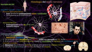 Neuroglia del SNC
Astrocitos – estrella – 2 tipos
• Astrocitos protoplasmáticos
• Gran cantidad de prolongaciones cortas y ramificadas
• Se encuentran en la sustancia gris
• Astrocitos fibrosos
• Prolongaciones largas no ramificadas
• Sustancia blanca
Funciones de los astrocitos
• 1.- Tienen microfilamentos
• Resistencia y sostienen a las neuronas
• 2.- Sus prolongaciones envuelven a los capilares, aíslan a las neuronas del SNC de las sustancias toxicas
• 3.- En el embrión – sus sustancias químicas regulan el crecimiento, la migración y la interconexión entre
neuronas cerebrales
• 4.- Mantienen las condiciones químicas propicias para generar los impulsos nerviosos
• 5.- Influyen en el aprendizaje y la memoria (formación de sinapsis)
Histología del tejido nervioso
 