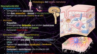Neuroglia del SNC
• Oligodendrocitos
• Semejantes a los astrocitos
• Son mas pequeños – menos prolongaciones
• Forman las vainas de mielina en el SNC
• Microglía
• Pequeñas
• Prolongaciones delgadas que emiten numerosas
proyecciones en forma de espina
• Funciones fagocitarias
• Ependimocitos – células ependimarias
• Forma cuboide o cilíndrica
• Dispuestas en una capa- con microvellosidades y
cilios
• Tapizan los ventrículos cerebrales y conducto
medular
• Controlan y contribuyen a la circulación del
liquido cefalorraquídeo
Histología del tejido nervioso
 