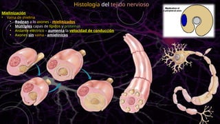 Mielinización
• Vaina de mielina
• Rodean a lo axones - mielinizados
• Múltiples capas de lípidos y proteínas
• Aislante eléctrico – aumenta la velocidad de conducción
• Axones sin vaina - amielínicos
Histología del tejido nervioso
 