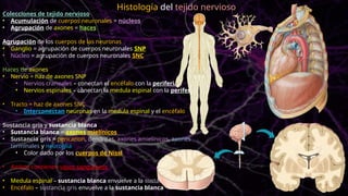 Colecciones de tejido nervioso
• Acumulación de cuerpos neuronales = núcleos
• Agrupación de axones = haces
Agrupación de los cuerpos de las neuronas
• Ganglio = agrupación de cuerpos neuronales SNP
• Núcleo = agrupación de cuerpos neuronales SNC
Haces de axones
• Nervio = haz de axones SNP
• Nervios craneales – conectan el encéfalo con la periferia
• Nervios espinales – conectan la medula espinal con la periferia
• Tracto = haz de axones SNC
• Interconectan neuronas en la medula espinal y el encéfalo
Sustancia gris y sustancia blanca
• Sustancia blanca = axones mielínicos
• Sustancia gris = pericarion, dendritas, axones amielínicos, axones
terminales y neuroglia
• Color dado por los cuerpos de Nissl
• Ambos contienen vasos sanguíneos
• Medula espinal – sustancia blanca envuelve a la sustancia gris
• Encéfalo – sustancia gris envuelve a la sustancia blanca
Histología del tejido nervioso
 