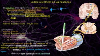 • Se comunican entre si por dos tipos de señales eléctricas
• Potenciales graduados – chachulla en el cole
• Comunicación a corta distancia
• Potenciales de acción – chanchulla en pandemia
• Comunicación con lugares cercanos y lejanos del
cuerpo
• Potencial de acción muscular
• Potencial de acción nervioso – impulso nervioso
Explicar grafico
• Potencial graduado
• Potencial de acción nervioso
• Potencial de acción muscular
• Neurona motora superior
• Neurona motora inferior
La generación de potenciales graduados y de potenciales de
acción depende de 2 características fundamentales de la
membrana plasmatica excitable
1.- La existencia de un potencial de membrana en
reposo
2.- Presencia de tipos específicos de canales iónicos
Señales eléctricas en las neuronas
 