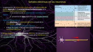 • La generación de potenciales graduados y de potenciales de
acción depende de 2 características fundamentales de la
membrana plasmatica excitable
• 1.- la existencia de un potencial de membrana en
reposo
• 2.- presencia de tipos específicos de canales iónicos
• Potencial de membrana
• Una diferencia de potencial eléctrico a través de la
membrana - voltaje
• Potencial de membrana en reposo
• El flujo de iones (mas que electrones) constituye las
corrientes eléctricas
La bicapa lipídica es un buen aislante eléctrico, las vías principales
que utiliza el flujo iónico para pasar a través de la membrana son
los canales iónicos
Señales eléctricas en las neuronas
 