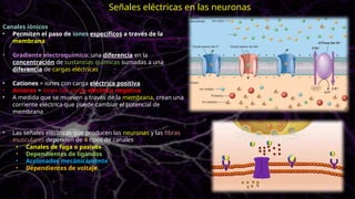 Canales iónicos
• Permiten el paso de iones específicos a través de la
membrana
• Gradiente electroquímico: una diferencia en la
concentración de sustancias químicas sumadas a una
diferencia de cargas eléctricas
• Cationes = iones con carga eléctrica positiva
• Aniones = iones con carga eléctrica negativa
• A medida que se mueven a través de la membrana, crean una
corriente eléctrica que puede cambiar el potencial de
membrana
• Las señales eléctricas que producen las neuronas y las fibras
musculares dependen de 4 tipos de canales
• Canales de fuga o pasivos
• Dependientes de ligandos
• Accionados mecánicamente
• Dependientes de voltaje
Señales eléctricas en las neuronas
 