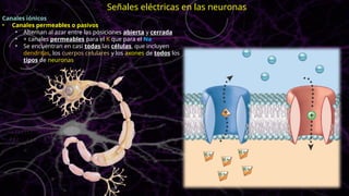 Canales iónicos
• Canales permeables o pasivos
• Alternan al azar entre las posiciones abierta y cerrada
• + canales permeables para el K que para el Na
• Se encuentran en casi todas las células, que incluyen
dendritas, los cuerpos celulares y los axones de todos los
tipos de neuronas
Señales eléctricas en las neuronas
 