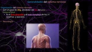 Organización del sistema nervioso
• Con un peso de 2Kg, alrededor del 3% del peso
corporal total
• Es el mas pequeño y el mas complejo de los 11
sistemas y aparatos
• Neurología
Generalidades del sistema nervioso
 