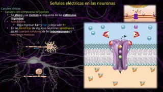 Canales iónicos
• Canales con compuerta de ligando
• Se abren y se cierran a respuesta de los estímulos
(ligandos)
• Acetilcolina
• Deja ingresar Ca+ y Na+ y deja salir K+
• En las dendritas de algunas neuronas sensitivas y
en los cuerpos celulares de las interneuronas y
neuronas motoras
Señales eléctricas en las neuronas
 