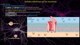 Canales iónicos
• Canales con compuerta mecánica
• Se abren y se cierran tras una estimulación mecánica
• Vibración, el tacto, la presión o el estiramiento de un tejido
• Receptores auditivos de los oídos
• Los receptores que monitorizan el estiramiento de los
órganos internos
• Los receptores para el tacto y la presión de la piel
Señales eléctricas en las neuronas
 