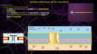 Canales iónicos
• Canales con compuerta de voltaje
• Se abren en respuesta a un cambio en su potencial de
membrana
• Estos canales participan en la generación y conducción
de los potenciales de acción en los axones de todos los
tipos de neuronas
Señales eléctricas en las neuronas
 