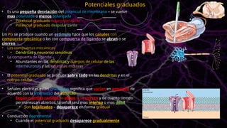 • Es una pequeña desviación del potencial de membrana – se vuelve
mas polarizada o menos polarizada
• Potencial graduado hiperpolarizante
• Potencial graduado despolarizante
Un PG se produce cuando un estimulo hace que los canales con
compuerta mecánica o los con compuerta de ligando se abran o se
cierren
• Las compuertas mecánicas
• Dendritas y neuronas sensitivas
• La compuerta de ligando
• Abundantes en las dendritas y cuerpos de celular de las
interneuronas y las neuronas motoras
• El potencial graduado se produce sobre todo en las dendritas y en el
cuerpo celular
• Señales eléctricas están graduadas significa que varían en amplitud de
acuerdo con la intensidad del estimulo
• Según cuantos canales se abran o se cierren y de cuanto tiempo
permanezcan abiertos, la señal será mas intensa o mas débil
• Son localizados – desaparece en forma gradual
• Conducción decremental
• Cuando el potencial graduado desaparece gradualmente
Potenciales graduados
 