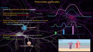 Sumación
• Cuando los potenciales graduados se suman
• Potencial graduado despolarizante
• Potencial graduado hiperpolarizante
• Potencial graduado que se genera en las dendritas o el cuerpo
celular de una neurona en respuesta a un neurotransmisor
• Potencial postsináptico
• Potencial graduado que se producen en los receptores
sensitivos
• Potenciales receptores
Potenciales graduados
 