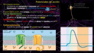 • PA o impulso nervioso
• Consiste en una secuencia de procesos que suceden con rapidez
• Disminuyen o revierten el potencial de membrana
• El potencial de acción, tiene 2 fases, despolarización y repolarización
• Fase de despolarización
• De negativo pasa a positivo, se abren los canales para el sodio, ingresan
alrededor de 20,000 iones, alcanza hasta los +30mV
• Repolarización
• De positivo vuelve a negativo -70mV, se abren los canales para el K+
• Poshiperpolarizacion
• Cuando los canales de escape del potasio siguen abiertos
Potenciales de acción
 
