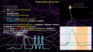 • Estimulo subumbral
• Estimulo débil
• No ocurre un potencial de acción
• Estimulo umbral
• Estimulo fuerte
• Ocurre un potencial de acción
• Estimulo supraumbral
• Se forman varios potenciales de acción
• Despolariza la membrana por encima del umbral
• Una vez generado el potencial de acción, su amplitud es siempre la misma y
no depende de la intensidad del estimulo
• Pero, en cuanto mayor sea la intensidad del estimulo por encima del
umbral, mayor será la frecuencia de los potenciales de acción hasta que
alcance una frecuencia máxima
• Periodo refractario absoluto
Potenciales de acción
 