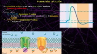 • Un potencial de acción ocurre o no se desarrolla en absoluto
• Principio de todo o nada
• Fase de reposo
• Canal de sodio dependiente de voltaje
• Compuerta de inactivación esta abierta pero la de activación esta
cerrada
• Canal de potasio dependiente de voltaje
• Canal cerrado
Potenciales de acción
 