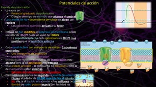 Fase de despolarización
• Lo causa un:
• Potencial graduado despolarizante
• O algún otro tipo de estimulo que alcance el umbral
• Los canales de Na+ dependiente de voltaje se abren con
rapidez
• Los gradientes químicos actúan a su favor
• El flujo de Na+ modifica el potencial de membrana desde
un valor de -55mV hasta un valor de +30mV
• La superficie interna de la membrana es 30mV mas
positiva que la superficie externa
• Cada canal de Na+ con compuerta de voltaje - 2 aberturas
separadas:
• Una compuerta de activación
• Una compuerta de inactivación
• En estado de reposo – compuerta de inactivación esta
abierta pero la de activación esta cerrada
• En el estado activado – la compuerta de activación como la
de inactivación están abiertas
• Ejemplo de retroalimentación positiva
• Diez milésimas partes de segundo – canal de Na abierto
• Fluyen alrededor de 20.000 iones de Na al interior
• No afecta al liquido extracelular – hay millones de Na
• Bomba de sodio potasio expele con facilidad los
Potenciales de acción
 