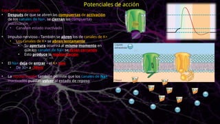 Fase de repolarización
• Después de que se abren las compuertas de activación
de los canales de Na+, se cierran las compuertas
inactivación
• Canal en estado inactivado
• Impulso nervioso - También se abren los de canales de K+
• Los canales de K+ se abren lentamente
• Su apertura ocurrirá al mismo momento en
que los canales de Na+ se están cerrando
• Esto produce la repolarización
• El Na+ deja de entrar – el K+ sale
• De 30+ a -70mV
• La repolarización también permite que los canales de Na+
inactivados puedan volver al estado de reposo
Potenciales de acción
 