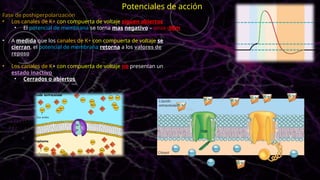 Fase de poshiperpolarizacion
• Los canales de K+ con compuerta de voltaje siguen abiertos
• El potencial de membrana se torna mas negativo – unos -90m
• A medida que los canales de K+ con compuerta de voltaje se
cierran, el potencial de membrana retorna a los valores de
reposo
• Los canales de K+ con compuerta de voltaje no presentan un
estado inactivo
• Cerrados o abiertos
Potenciales de acción
 