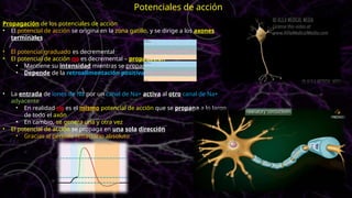 Propagación de los potenciales de acción
• El potencial de acción se origina en la zona gatillo, y se dirige a los axones
terminales
• El potencial graduado es decremental
• El potencial de acción no es decremental – propagación
• Mantiene su intensidad mientras se propaga
• Depende de la retroalimentación positiva
• La entrada de iones de Na por un canal de Na+ activa al otro canal de Na+
adyacente
• En realidad no es el mismo potencial de acción que se propaga a lo largo
de todo el axón
• En cambio, se genera una y otra vez
• El potencial de acción se propaga en una sola dirección
• Gracias al periodo refractario absoluto
Potenciales de acción
 