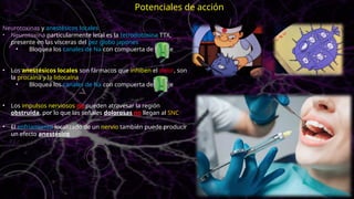 Neurotoxinas y anestésicos locales
• Neurotoxina particularmente letal es la tetrodotoxina TTX,
presente en las vísceras del pez globo japones
• Bloquea los canales de Na con compuerta de voltaje
• Los anestésicos locales son fármacos que inhiben el dolor, son
la procaína y la lidocaína
• Bloquea los canales de Na con compuerta de voltaje
• Los impulsos nerviosos no pueden atravesar la región
obstruida, por lo que las señales dolorosas no llegan al SNC
• El enfriamiento localizado de un nervio también puede producir
un efecto anestésico
Potenciales de acción
 