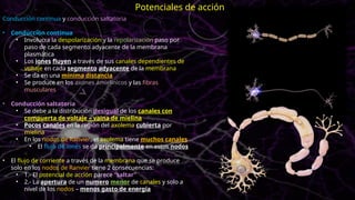 Conducción continua y conducción saltatoria
• Conducción continua
• Involucra la despolarización y la repolarización paso por
paso de cada segmento adyacente de la membrana
plasmática
• Los iones fluyen a través de sus canales dependientes de
voltaje en cada segmento adyacente de la membrana
• Se da en una mínima distancia
• Se produce en los axones amielínicos y las fibras
musculares
• Conducción saltatoria
• Se debe a la distribución desigual de los canales con
compuerta de voltaje – vaina de mielina
• Pocos canales en la región del axolema cubierta por
mielina
• En los nodos de Ranvier, el axolema tiene muchos canales
• El flujo de iones se da principalmente en estos nodos
• El flujo de corriente a través de la membrana que se produce
solo en los nodos de Ranvier tiene 2 consecuencias:
• 1.- El potencial de acción parece “saltar”
• 2.- La apertura de un numero menor de canales y solo a
nivel de los nodos – menos gasto de energía
Potenciales de acción
 