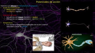 Factores que afectan la velocidad de propagación
• Grado de mielinización
• Mielinizados +rápidos
• Amielínicos -rápidos
• Diámetro del axón
• Los axones con mayor diámetro + rápidos
• Los axones con menor diámetro – rápidos = 250 ips
• Temperatura
• Los axones propagan los potenciales de acción a menor
velocidad cuando se enfrían
Potenciales de acción
 