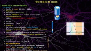 Clasificación de las fibras nerviosas
• Las fibras A
• Son los de mayor diámetro – 5-20um
• Mielínicos
• Periodo refractario corto
• Axones sensitivos, tacto, presión, propiocepción y
sensaciones térmicas
• Axones motores somáticos - esqueléticos
• Las fibras B
• Diámetro – 2 y 3um
• Mielínicas
• Periodo refractario absoluto mas prolongado
• Estímulos sensitivos de las vísceras – encéfalo y la medula
espinal
• Constituyen todos los axones de las neuronas motoras
autónomas, desde el encéfalo y medula espinal hasta el
ganglio autónomo
• Las fibras C
• Diámetro pequeño – 0,5 a 1,5um
• No tienen mielina
• Periodo refractario absoluto mucho mas prolongado
• Dolor – tacto – la presión – el calor y el frio de la piel, e
impulsos dolorosos desde las vísceras
Potenciales de acción
 
