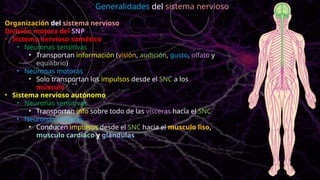Organización del sistema nervioso
División motora del SNP
• Sistema nervioso somático
• Neuronas sensitivas
• Transportan información (visión, audición, gusto, olfato y
equilibrio)
• Neuronas motoras
• Solo transportan los impulsos desde el SNC a los
músculo
• Sistema nervioso autónomo
• Neuronas sensitivas
• Transportan info sobre todo de las vísceras hacia el SNC
• Neuronas motoras
• Conducen impulsos desde el SNC hacia el musculo liso,
musculo cardiaco y glándulas
Generalidades del sistema nervioso
 