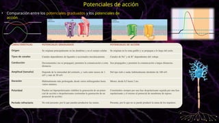 • Comparación entre los potenciales graduados y los potenciales de
acción
Potenciales de acción
 