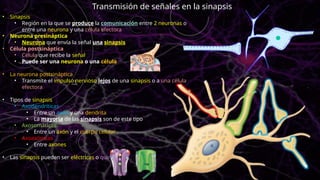• Sinapsis
• Región en la que se produce la comunicación entre 2 neuronas o
entre una neurona y una célula efectora
• Neurona presináptica
• Neurona que envía la señal una sinapsis
• Célula postsináptica
• Célula que recibe la señal
• Puede ser una neurona o una célula
• La neurona postsináptica
• Transmite el impulso nervioso lejos de una sinapsis o a una célula
efectora
• Tipos de sinapsis
• Axodendríticas
• Entre un axón y una dendrita
• La mayoría de las sinapsis son de este tipo
• Axosomáticas
• Entre un axón y el cuerpo celular
• Axoaxónicas
• Entre axones
• Las sinapsis pueden ser eléctricas o químicas
Transmisión de señales en la sinapsis
 