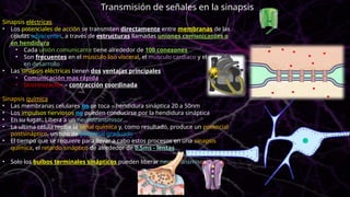 Sinapsis eléctricas
• Los potenciales de acción se transmiten directamente entre membranas de las
células adyacentes, a través de estructuras llamadas uniones comunicantes o
en hendidura
• Cada unión comunicante tiene alrededor de 100 conexones
• Son frecuentes en el musculo liso visceral, el musculo cardiaco y el embrión
en desarrollo
• Las sinapsis eléctricas tienen dos ventajas principales
• Comunicación mas rápida
• Sincronización – contracción coordinada
Sinapsis química
• Las membranas celulares no se toca – hendidura sináptica 20 a 50nm
• Los impulsos nerviosos no pueden conducirse por la hendidura sináptica
• En su lugar.. Libera a un neurotransmisor…
• La ultima célula recibe la señal química y, como resultado, produce un potencial
postsináptico, un tipo de potencial graduado
• El tiempo que se requiere para llevar a cabo estos procesos en una sinapsis
química, el retardo sináptico de alrededor de 0,5ms - lentas
• Solo los bulbos terminales sinápticos pueden liberar neurotransmisores
Transmisión de señales en la sinapsis
 