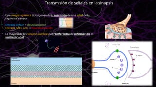 Transmisión de señales en la sinapsis
• Una sinapsis química típica genera la transmisión de una señal de la
siguiente manera
• Entrada de Na+ = despolarización
• Entrada de Cl- o K+ = hiperpolarización
• La mayoría de las sinapsis químicas la transferencia de información es
unidireccional
 