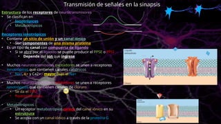 Estructura de los receptores de neurotransmisores
• Se clasifican en
• Ionotrópicos
• Metabotrópicos
Receptores ionotrópicos
• Contiene un sitio de unión y un canal iónico
• Son componentes de una misma proteína
• Es un tipo de canal con compuerta de ligando
• Si se abre por el ligando se puede producir el PPSE o PPSI
• Depende del ion que ingrese
• Muchos neurotransmisores excitadores se unen a receptores
ionotrópicos que contienen canales catiónicos
• Na+, K+ y Ca2+ - mayor flujo el Na+
• Muchos neurotransmisores inhibidores se unen a receptores
ionotrópicos que contienen canales de cloruro
• Se da el PPSI
• hiperpolarizado
• Metabotrópicos
• Un receptor metabotrópico carece del canal iónico en su
estructura
• Se acopla con un canal iónico a través de la proteína G
Transmisión de señales en la sinapsis
 